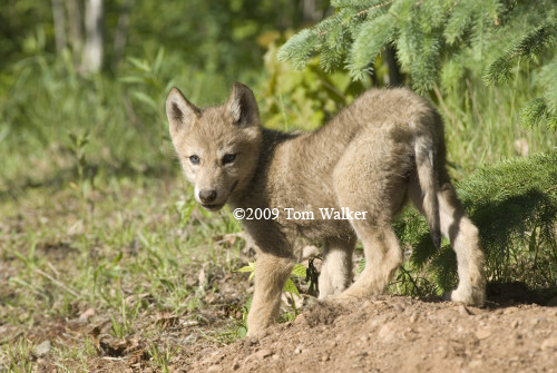 Wolf Pup