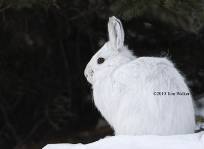 Snowshoe Hare, Alaska