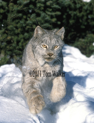 Lynx hunting, Alaska #966